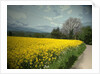 Field of Oil Seed by Padley Wood Lane by Sarah Smith