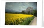 Field of Oil Seed by Padley Wood Lane by Sarah Smith