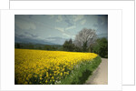 Field of Oil Seed by Padley Wood Lane by Sarah Smith