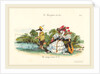 Metamorphoses of the Day: A Conventional Marriage, 1829 by Jean-Ignace-Isidore Grandville