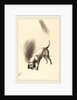 The Dog, 1896 by Odilon Redon