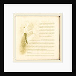 Yvette Guilbert, 1894 by Henri de Toulouse-Lautrec