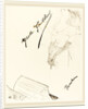 Frontispiece, 1898 by Henri de Toulouse-Lautrec