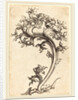Thistle Ornament by Martin Schongauer