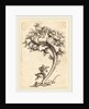 Thistle Ornament by Martin Schongauer