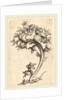 Thistle Ornament by Martin Schongauer