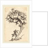 Thistle Ornament by Martin Schongauer