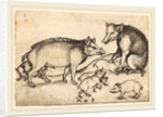 Family of Pigs by Martin Schongauer