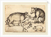 Family of Pigs by Martin Schongauer