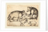 Family of Pigs by Martin Schongauer
