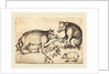 Family of Pigs by Martin Schongauer