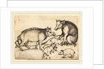 Family of Pigs by Martin Schongauer