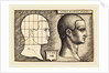 Head of a Man, 1542 by Sebald Beham