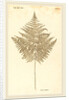 Pteris Aquilina by Johann Hieronymus Kniphof