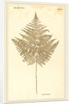 Pteris Aquilina by Johann Hieronymus Kniphof