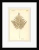 Pteris Aquilina by Johann Hieronymus Kniphof