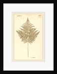 Pteris Aquilina by Johann Hieronymus Kniphof
