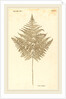 Pteris Aquilina by Johann Hieronymus Kniphof