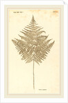 Pteris Aquilina by Johann Hieronymus Kniphof