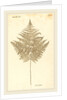 Pteris Aquilina by Johann Hieronymus Kniphof