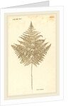 Pteris Aquilina by Johann Hieronymus Kniphof