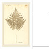 Pteris Aquilina by Johann Hieronymus Kniphof