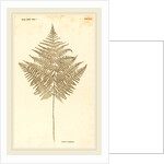 Pteris Aquilina by Johann Hieronymus Kniphof