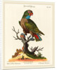 Parrot by Johann Sebastian Leitner