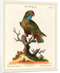 Parrot by Johann Sebastian Leitner