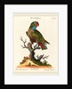 Parrot by Johann Sebastian Leitner