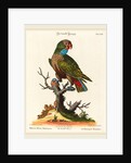 Parrot by Johann Sebastian Leitner