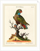 Parrot by Johann Sebastian Leitner