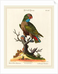 Parrot by Johann Sebastian Leitner