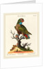 Parrot by Johann Sebastian Leitner