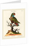 Parrot by Johann Sebastian Leitner