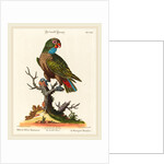 Parrot by Johann Sebastian Leitner