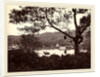 A Peep from Upper Lake Road showing Temple and Island with Park, fruit tree in foreground, c.1865 by Samuel Bourne