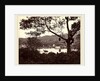 A Peep from Upper Lake Road showing Temple and Island with Park, fruit tree in foreground, c.1865 by Samuel Bourne