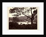A Peep from Upper Lake Road showing Temple and Island with Park, fruit tree in foreground, c.1865 by Samuel Bourne