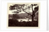 A Peep from Upper Lake Road showing Temple and Island with Park, fruit tree in foreground, c.1865 by Samuel Bourne