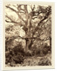 Près du Bodmer, 1860s by Eugène Cuvelier