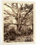 Près du Bodmer, 1860s by Eugène Cuvelier