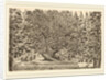 The Inhabited Tree, probably 1653 by Stefano Della Bella