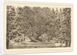 The Inhabited Tree, probably 1653 by Stefano Della Bella