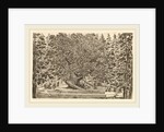 The Inhabited Tree, probably 1653 by Stefano Della Bella
