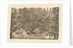 The Inhabited Tree, probably 1653 by Stefano Della Bella