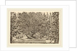 The Inhabited Tree, probably 1653 by Stefano Della Bella