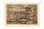 Animalium Quadrupedum by Adriaen Collaert