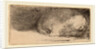 Sleeping Puppy, c. 1640 by Rembrandt van Rijn