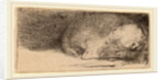 Sleeping Puppy, c. 1640 by Rembrandt van Rijn
